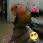 Mi Rolo 